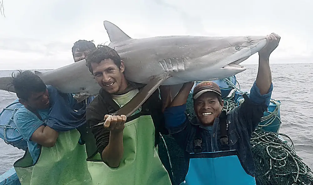 Al norte. La pesca y comercialización de tiburón es fuente de ingresos para los pescadores.
