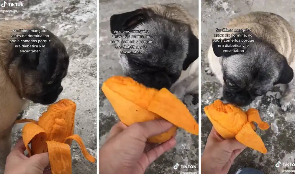 El clip ha logrado más de 11 millones de visualizaciones en TikTok. Foto: composición LR/captura de TikTok/@paopugs