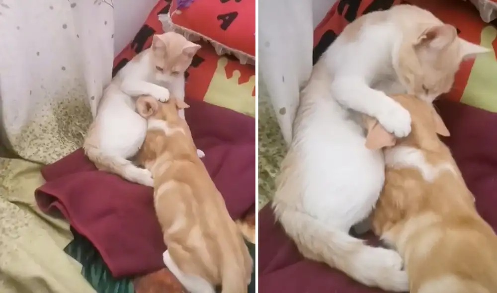 Este video cuenta con 149.000 'me gusta'. Foto: composición LR / TikTok / @janethxita26 Este video cuenta con 149.000 'me gusta'. Foto: composición LR / TikTok / @janethxita26