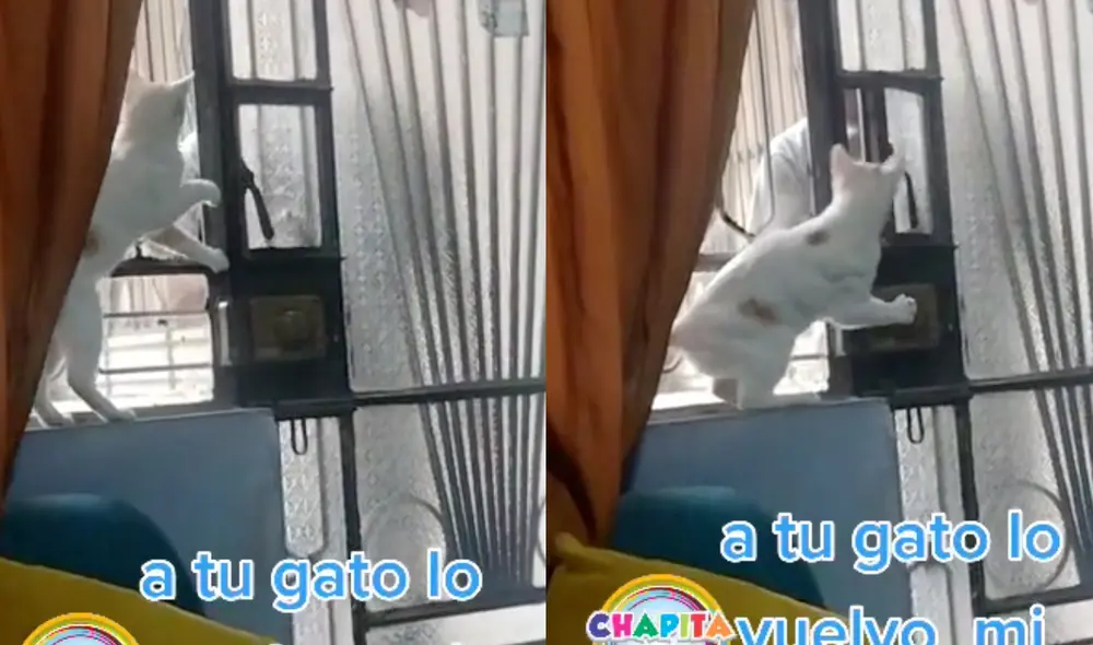 Este hecho sucedió en Perú. Foto: composición LR/captura de TikTok/@chapitashow