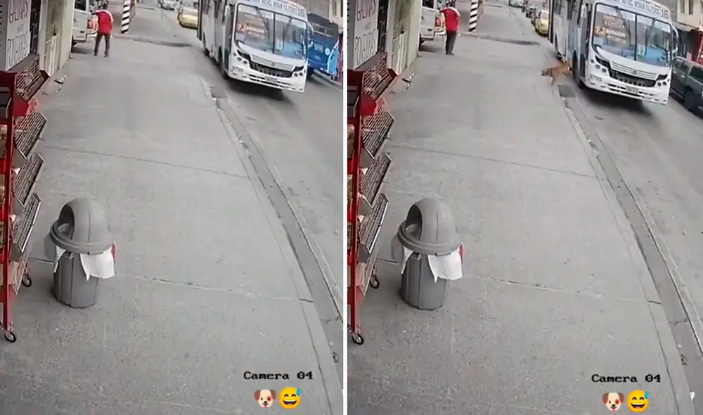 La mascota se convirtió en sensación en redes sociales. Foto: composición LR/captura de TikTok/@Gladysshigla La mascota se convirtió en sensación en redes sociales. Foto: composición LR/captura de TikTok/@Gladysshigla