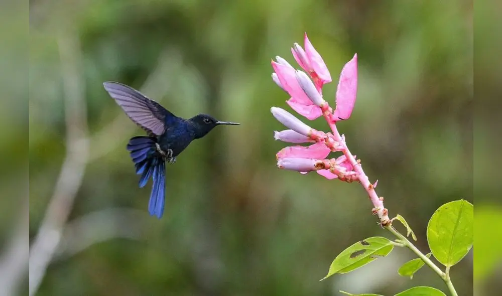 Diversas especies de colibríes pueden visualizarse en Alto Mayo. Foto: Andina