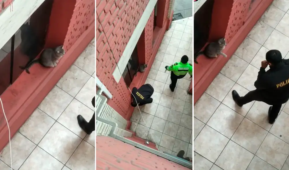 Las imágenes sacaron miles de sonrisas a los usuarios en redes sociales. Foto: composición LR/captura de TikTok/@Andersonbm1912 Las imágenes sacaron miles de sonrisas a los usuarios en redes sociales. Foto: composición LR/captura de TikTok/@Andersonbm1912