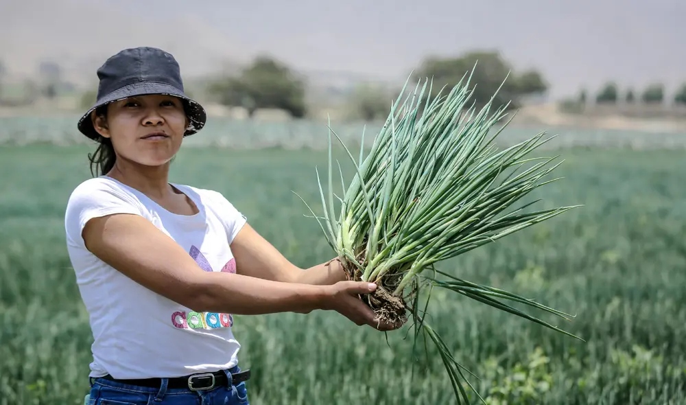 Uso indiscriminado de plaguicidas está generando la presencia frecuente de residuos peligrosos en los alimentos que consumimos. Foto: John Reyes/La República