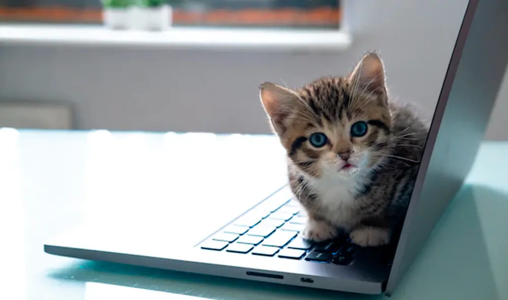 Puedes aplicar diversos métodos si no te gusta que tu teclado esté repleto de pelos. Foto: Freepik