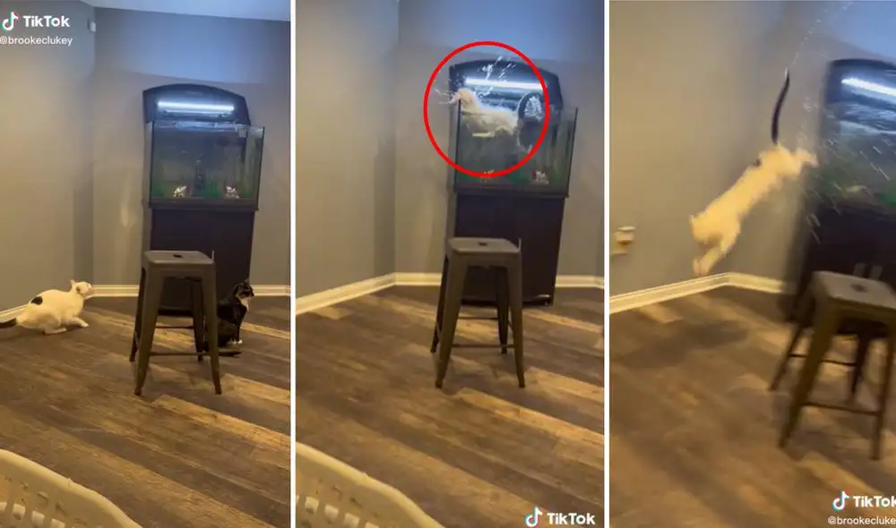 El video se viralizó con mucha celeridad en las redes sociales. Foto: composición LR/captura de TikTok/@brookclukey El video se viralizó con mucha celeridad en las redes sociales. Foto: composición LR/captura de TikTok/@brookclukey