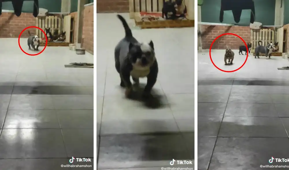 El video ha sumado casi un millón y medio de visualizaciones en TikTok. Foto: composición LR/captura de TikTok/@willhabrahamshon El video ha sumado casi un millón y medio de visualizaciones en TikTok. Foto: composición LR/captura de TikTok/@willhabrahamshon