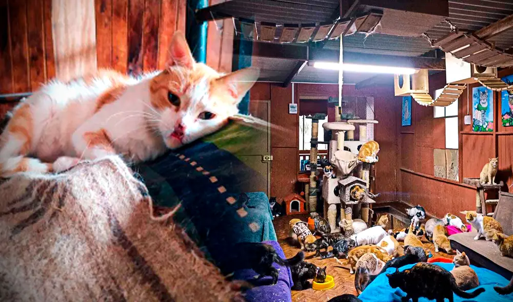 Pequeños animales buscan hogar desde hace meses. Foto: composición de Gerson Cardodo/Facebook/Albergue Angelitos Traviesos