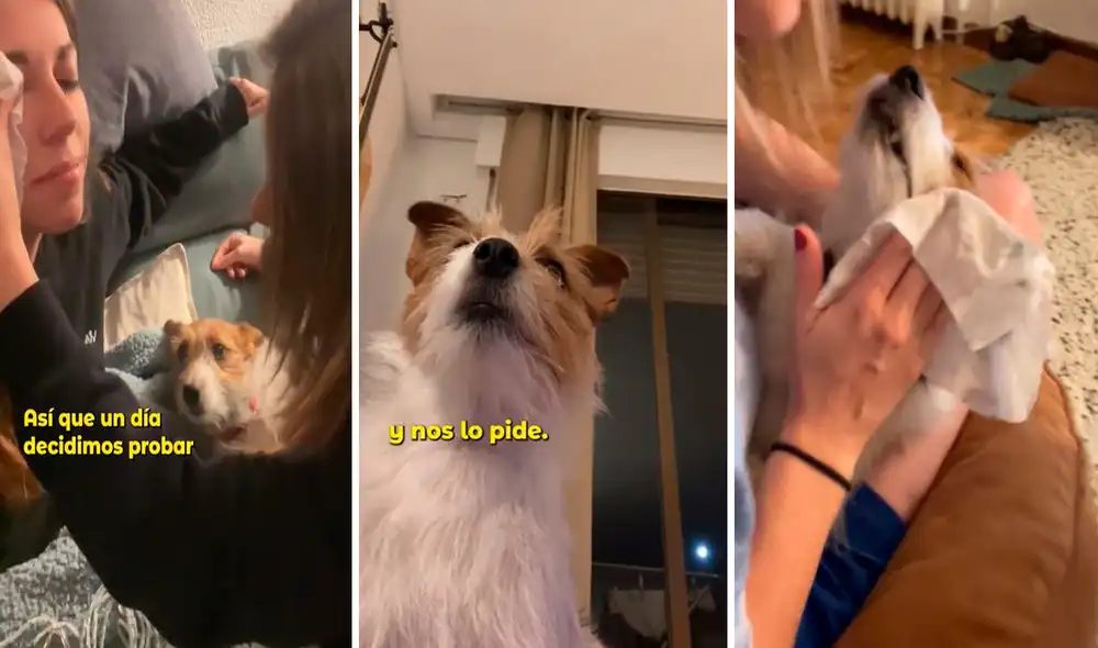Cuando notó que su mascota siempre la observaba, ella se animó a hacerle lo mismo y no imaginó que le terminaría gustando. Foto: composición LR/TikTok/@biancamui