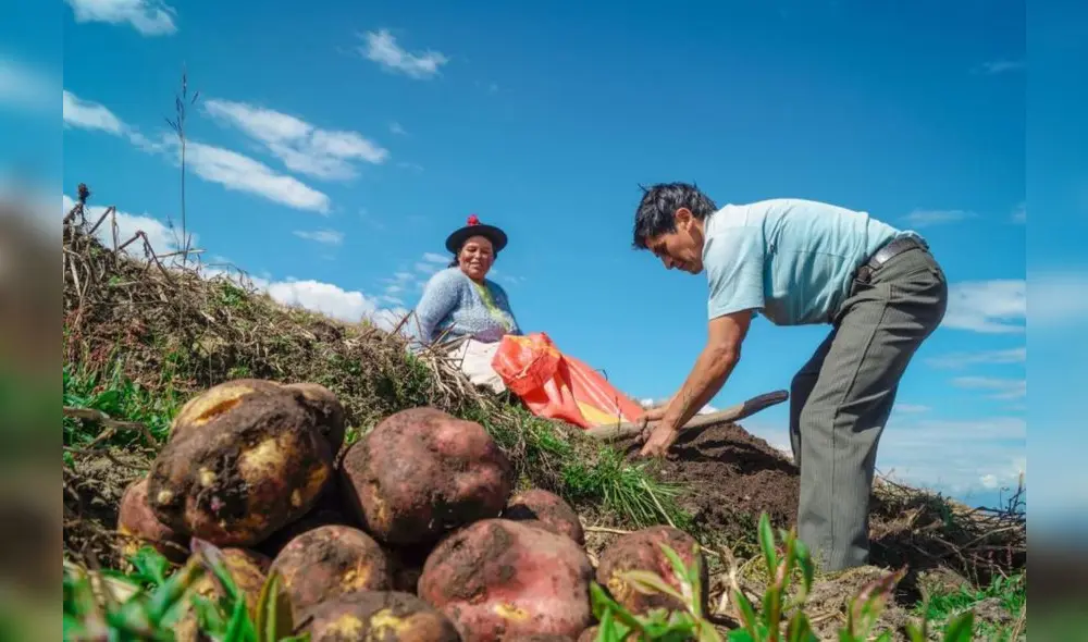 En total, aún no se ha cobrado S/21 millones 751.917 del Fertiabono 1. Foto: Midagri