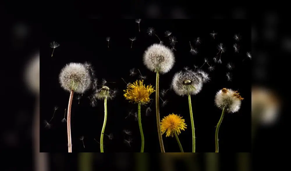 El diente de león es una planta herbácea que pertenece a la familia de las compuestas, que no suele crecer más allá de los 35 cm de alto. Foto: Pexels