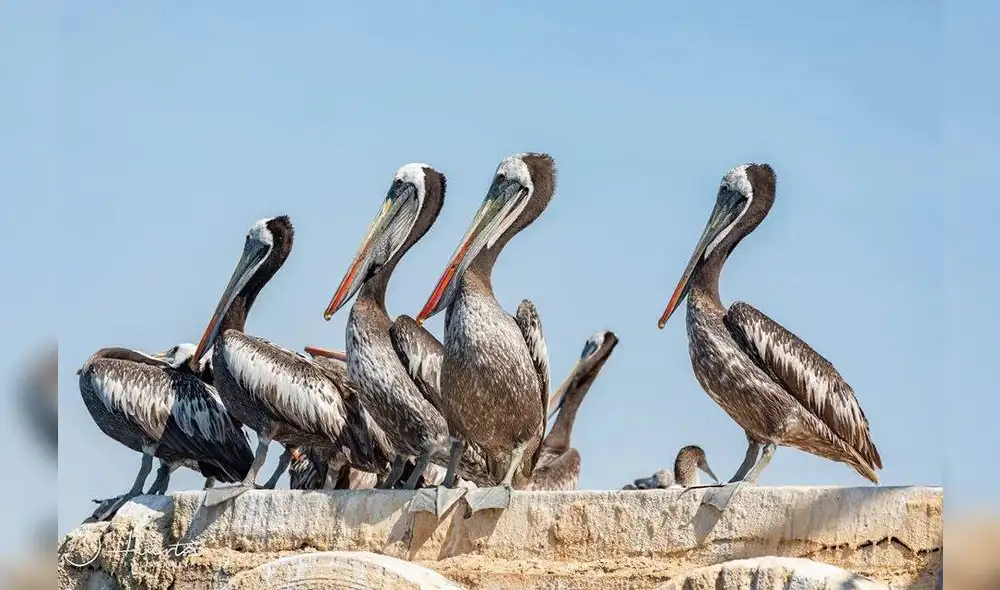 La confirmación de este virus se dio el 14 de noviembre. Foto: Andina