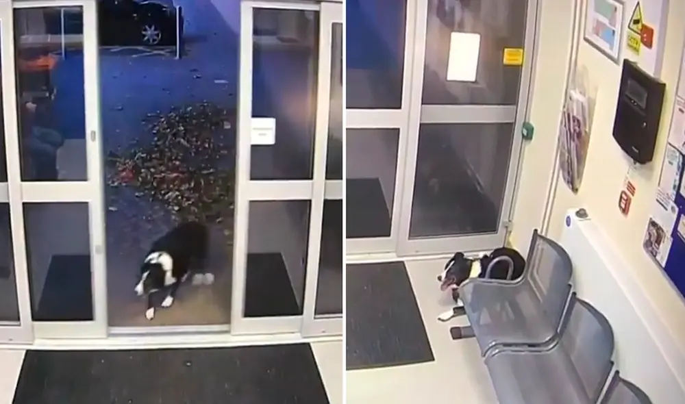 La perrita ingresó para 'buscar ayudar' en la comisaría. Foto: composición LR/captura de YouTube/Gatitosyperritoschidos