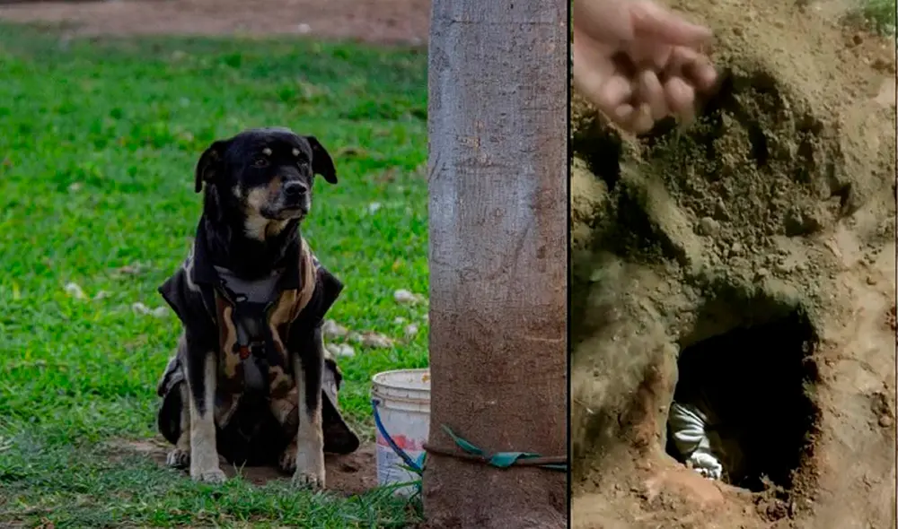 Se conoce que el animalito había salido de la comisaría a hacer su ronda cuando el vehículo pasó a velocidad. Foto: RSD Chimbote Se conoce que el animalito había salido de la comisaría a hacer su ronda cuando el vehículo pasó a velocidad. Foto: RSD Chimbote