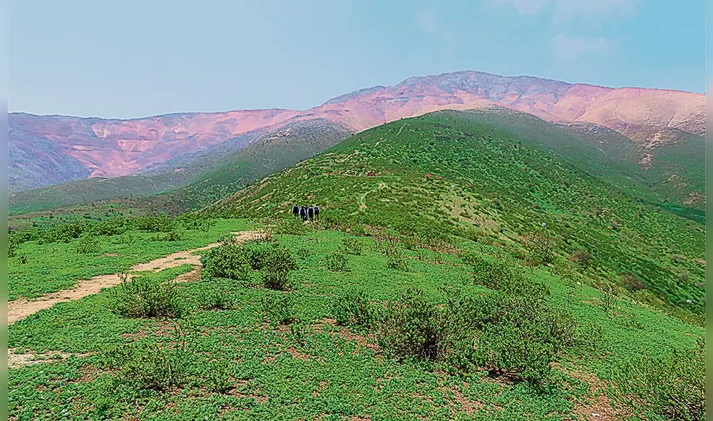 Maravilla. Lomas de Tacahuay, en el distrito de Ite, es uno de los pocos espacios en Tacna donde se conservan taras silvestres. Foto: La República Maravilla. Lomas de Tacahuay, en el distrito de Ite, es uno de los pocos espacios en Tacna donde se conservan taras silvestres. Foto: La República