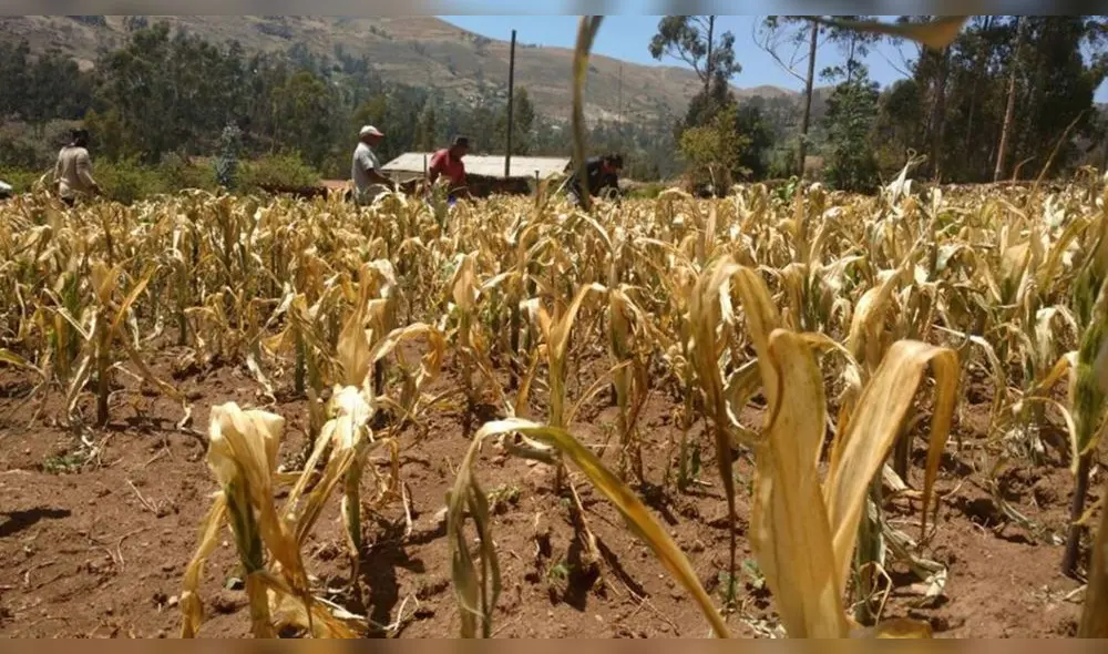 El sector agrícola —específicamente la agricultura de regadío— utiliza la mayor parte del agua y representa el 89% de las extracciones. Foto: Andina