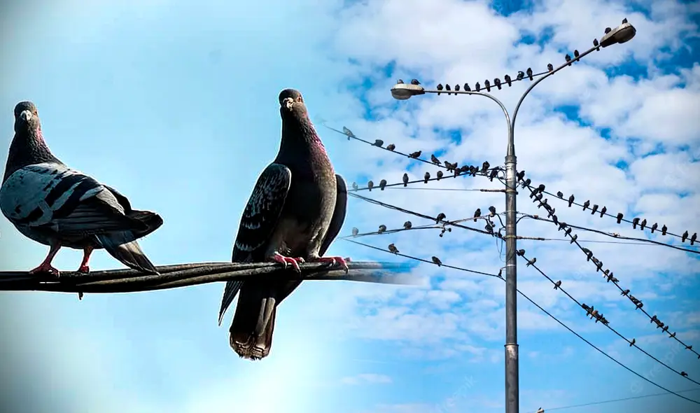 Conoce por qué las palomas no se electrocutan cuando se posan en los cables de luz. Foto: composición LR/Pikist/Freepik
