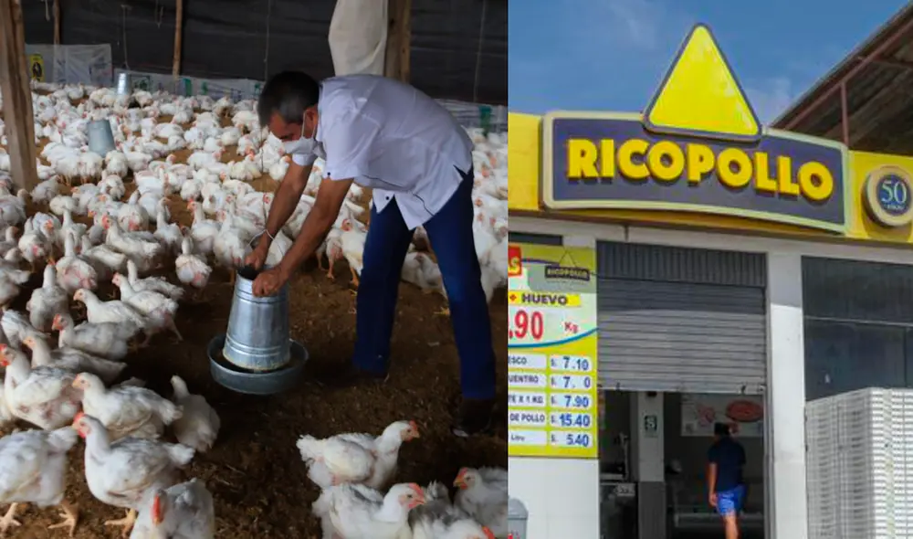 Rico Pollo emitió comunicado ante el brote de la gripe aviar H5N1 en territorio peruano. Foto: La República/ difusión