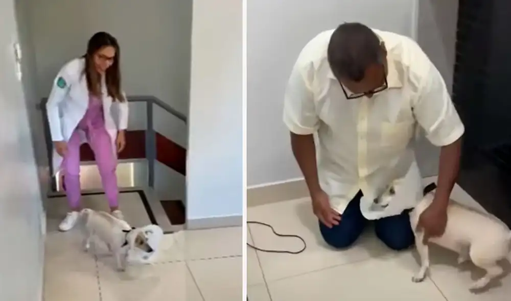 Luego que los médicos le detectaron catarata, la situación del animal solo empeoró con el transcurso de los meses. Foto: composición LR/YouTube Luego que los médicos le detectaron catarata, la situación del animal solo empeoró con el transcurso de los meses. Foto: composición LR/YouTube