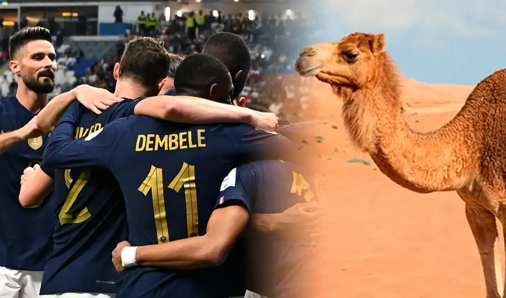 Francia y Argentina se enfrentarán este domingo 18 de diciembre. Foto: composición Fabrizio Oviedo/GLR Francia y Argentina se enfrentarán este domingo 18 de diciembre. Foto: composición Fabrizio Oviedo/GLR