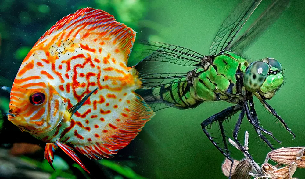 No todos los animales tienen una percepción temporal rápida, ya que es energéticamente costosa y está limitada por la rapidez con que operan las neuronas vinculadas a las células de las retinas del ojo. Foto: Flickr / Bernard Spragg / Kevin Milazzo