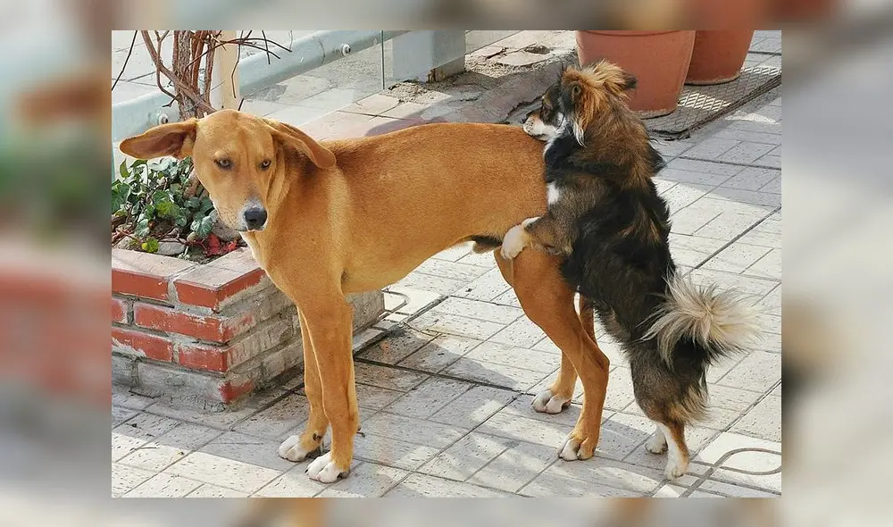 El que los canes de sexo masculino intenten cruzar canes machos no tienen que ver con motivaciones necesariamente sexuales como si pasa con las hembras. Foto: Petdarling/referencial