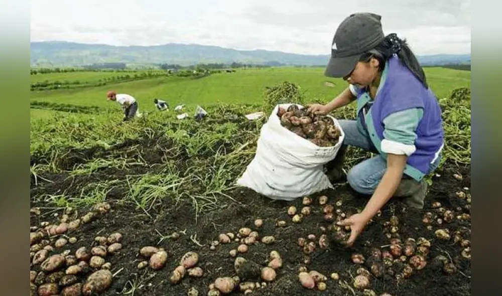 Más del 50% de las hectáreas en las que se ha cosechado papa en Puno se han visto afectadas por la falta de lluvias. Foto: agraria
