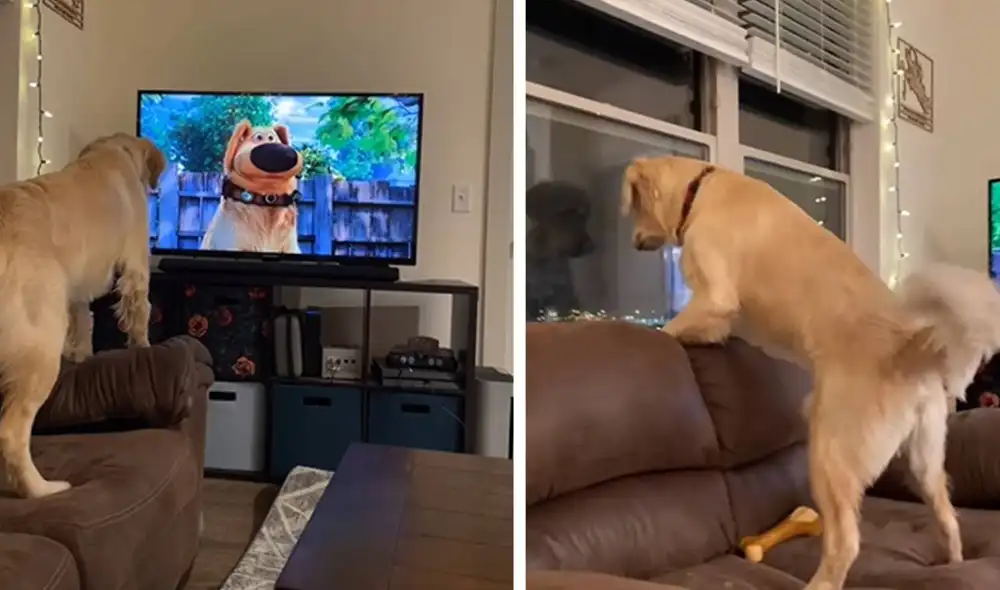 El clip se hizo viral en todas las redes sociales. Foto: composición LR/captura de TikTok/@drfranknh El clip se hizo viral en todas las redes sociales. Foto: composición LR/captura de TikTok/@drfranknh