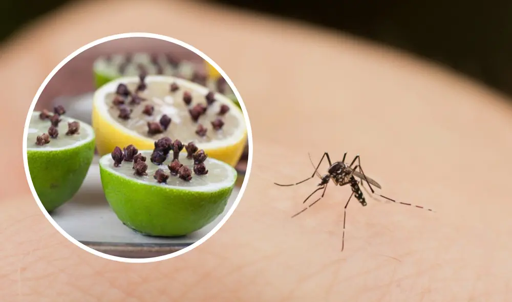 ¿Cómo eliminar los mosquitos de la casa sin usar insecticidas?: 3 efectivos trucos caseros ¿Cómo eliminar los mosquitos de la casa sin usar insecticidas?: 3 efectivos trucos caseros