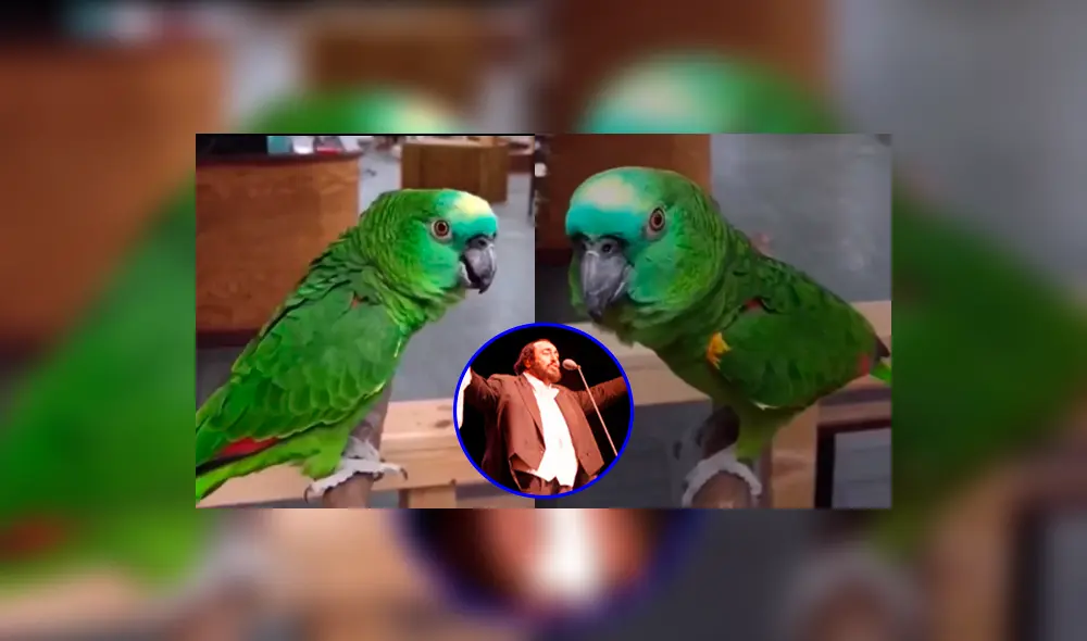 El loro mostró su talento al mismo estilo que Luciano Pavarotti. Foto: composición LR / Captura Instagram