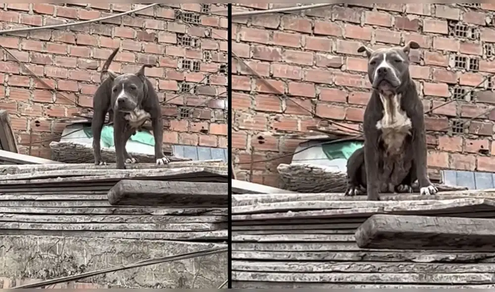 Solicitan rescate de perrita en Comas. Foto: Facebook/Lizet Flores