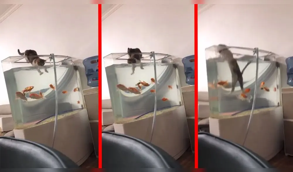 El curioso video tiene casi 1 millón de likes en Instagram. Foto: l_lovekittens/Instagram