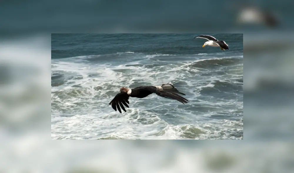 La reserva de Illesca es refugio de especies en peligro: Foto: Ministerio del Ambiente