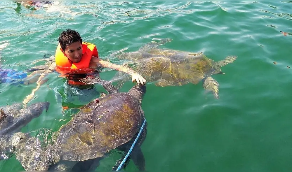 Resulta imperioso compartir lineamientos para desarrollar adecuadamente la práctica turística de nadar con tortugas. Foto: Máncora Tours
