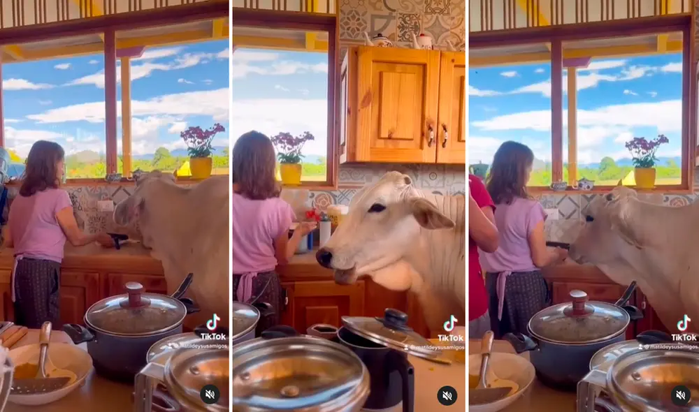 Miles de usuarios aplaudieron el cariño con que tratan a la enorme vaca. Foto: composición de LR/TikTok/@Matiluluysusamigos Miles de usuarios aplaudieron el cariño con que tratan a la enorme vaca. Foto: composición de LR/TikTok/@Matiluluysusamigos