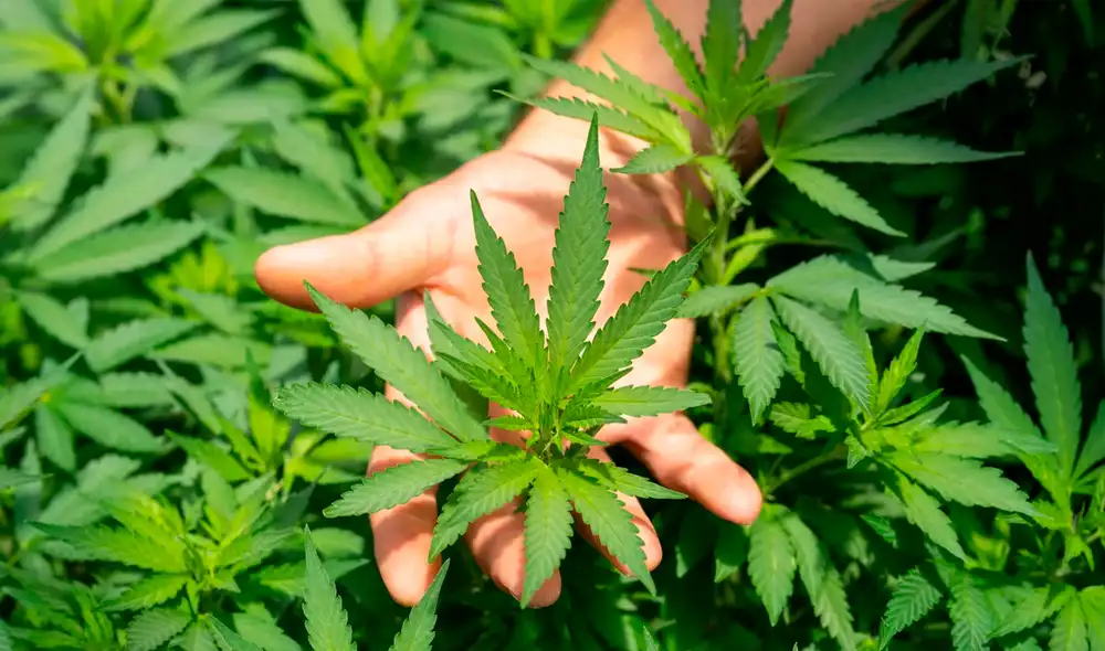 El cáñamo es un tipo de cannabis.