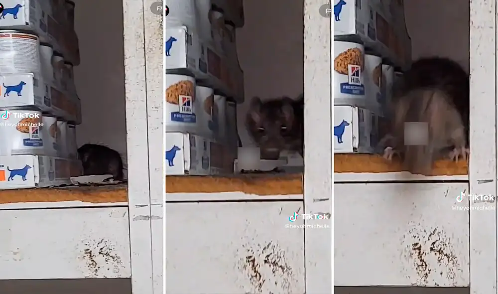 Miles de usuarios quedaron atónitos por la reacción del roedor. Foto: composición de LR/TikTok/@Heyohmichelle Miles de usuarios quedaron atónitos por la reacción del roedor. Foto: composición de LR/TikTok/@Heyohmichelle