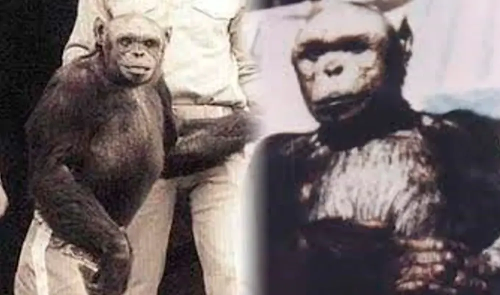 El chimpancé Oliver fue descubierto en la década del 60 en los Estados Unidos, pero nació en la República del Congo. Foto: composición LR/El Clarín