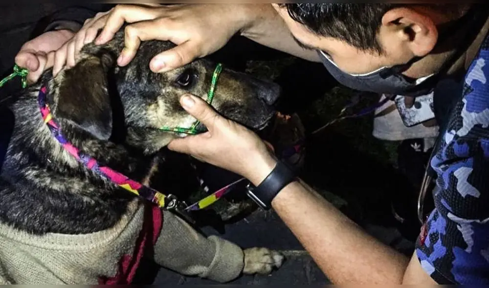 Perro rescatado durante protestas en noviembre de 2020.