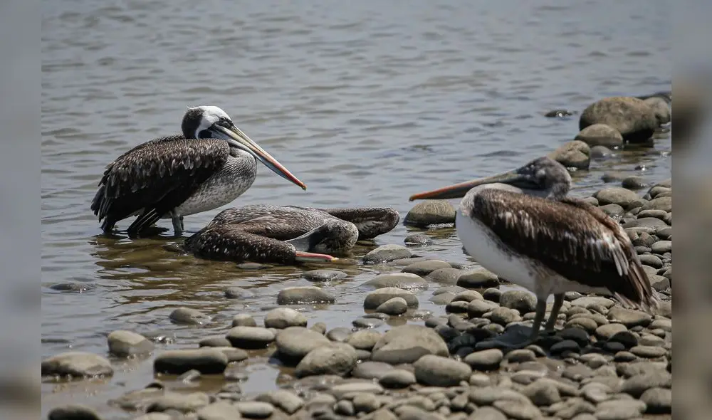 Se han muerto gran cantidad de aves. Foto: Rodrigo Talavera/La República Se han muerto gran cantidad de aves. Foto: Rodrigo Talavera/La República