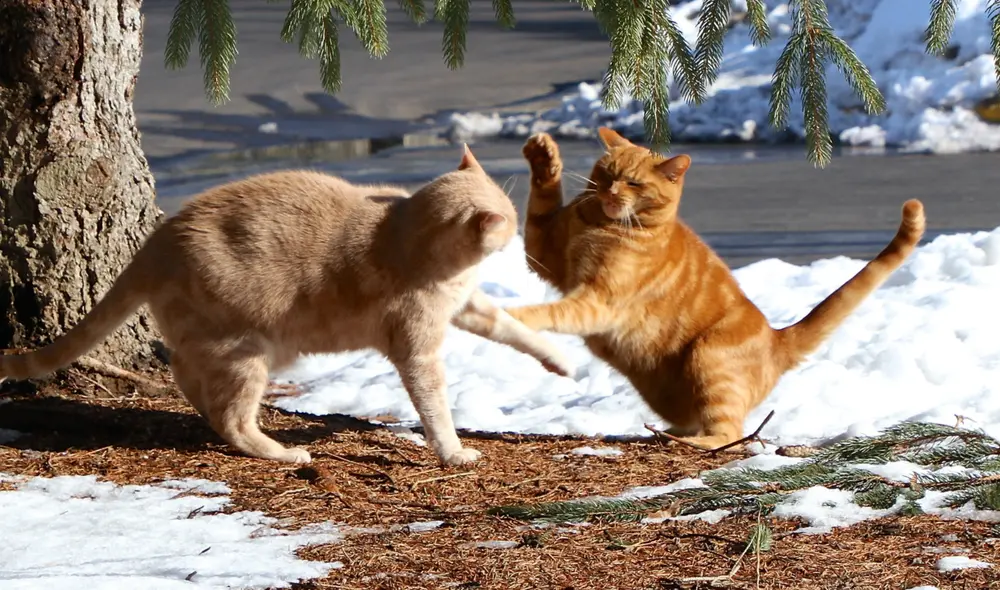 Un equipo de etólogos ha descifrado cuándo una pelea entre gatos es real.