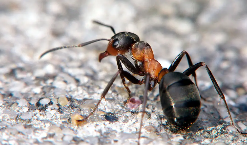 Las hormigas de la especie "Formica fusca" tienen un olfato muy fino que puede entrenarse fácilmente. Foto: Foro hormigas