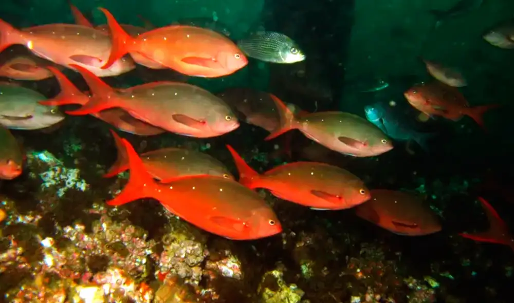 La cabinza roja es una de las especies que vive en este arrecife artificial de Piura de acuerdo a la SPDA. Foto: Yuri Hooker