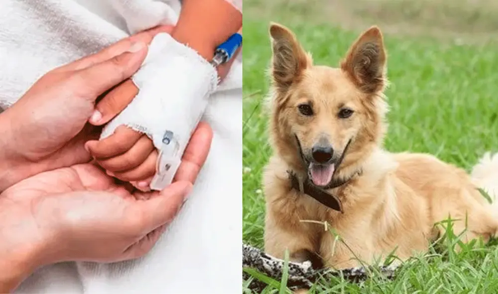 El menor fue brutalmente atacado por un perro, producto del cruce entre un pastor alemán y un golden retriever, el cual le pertenecía a su niñera. Foto: composición LR / El Búho / Cruces de Perros