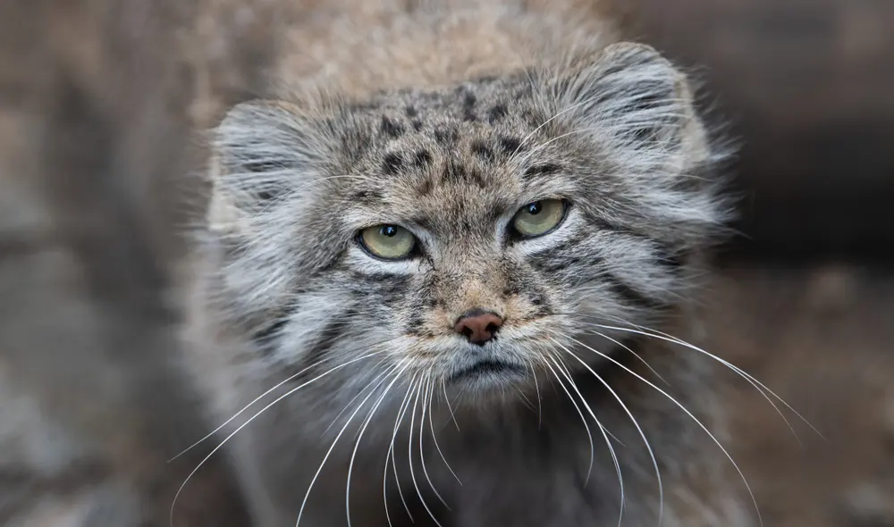 Se ha publicado el primer informe que evidencia la existencia de gatos de Palas en el Monte Everest. Foto: Julie Larsen/Maher/WCS