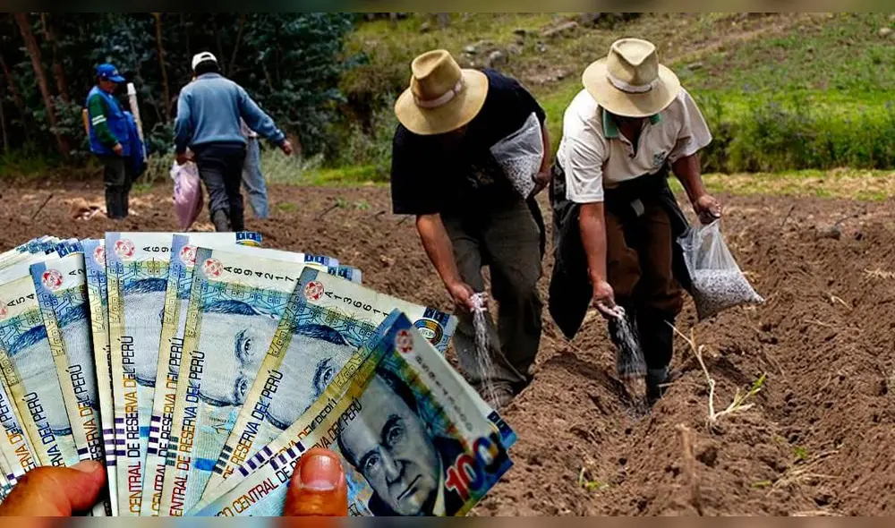 Trabajadores agrícolas podrán recibir un subsidio debido a las pérdidas ocasionadas por la escasez de fertilizantes. Foto: Convocatorias
