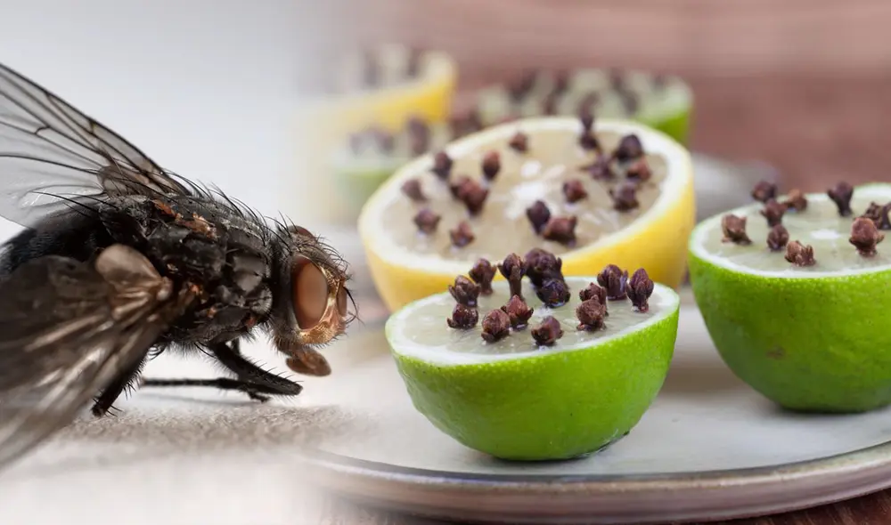 Conoce los diversos trucos caseros para eliminar definitivamente a las moscas. Foto: composición La República/captura de YouTube/Ecología Verde