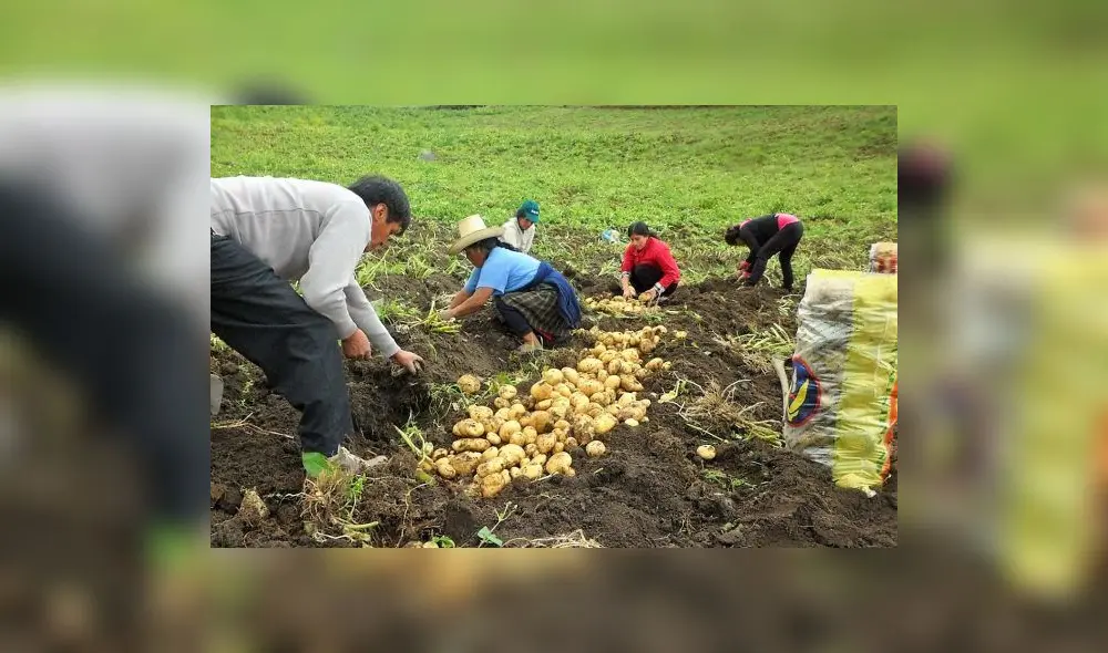 Huancabamba y Ayabaca son las únicas localidades del Perú que siembran papa con semilla botánica. Foto: Radio Cutivalú