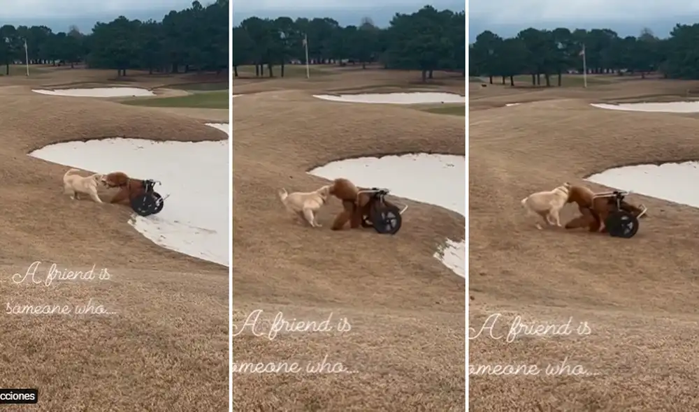 Video ha superado los 2,5 millones de reproducciones en redes sociales. Foto: composición de LR/TikTok/@Buitengebieden