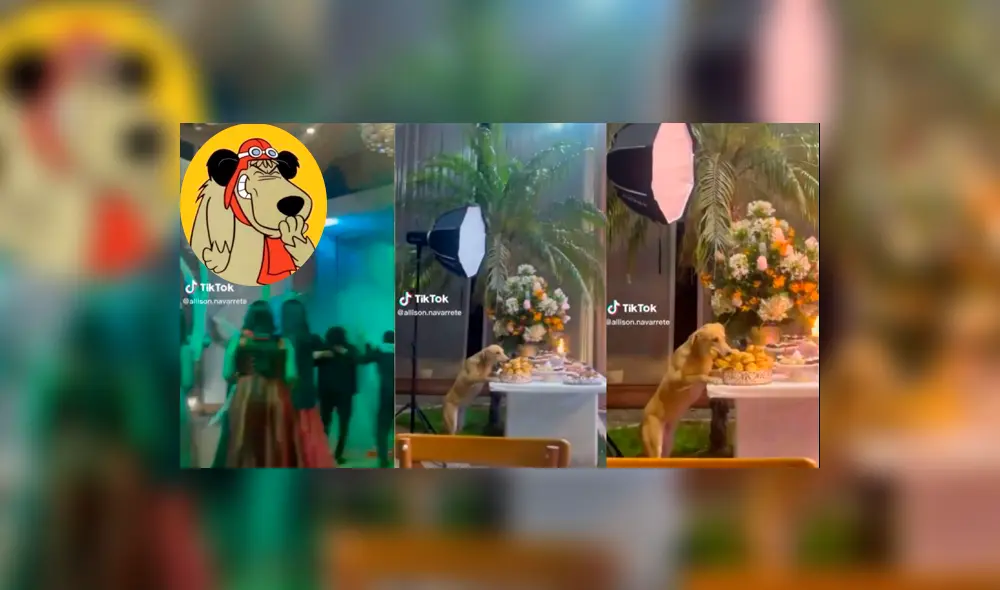 Usuarios celebraron la iniciativa del perrito. Foto: composición LR / captura de TikTok / @allison.navarrete Usuarios celebraron la iniciativa del perrito. Foto: composición LR / captura de TikTok / @allison.navarrete